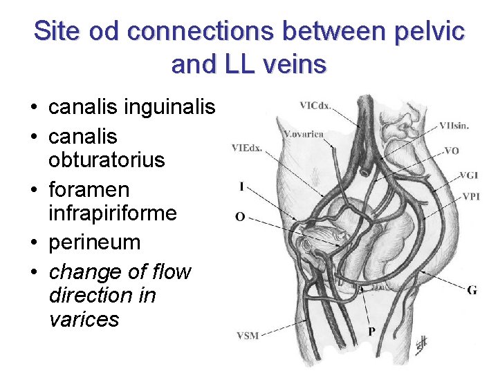 Site od connections between pelvic and LL veins • canalis inguinalis • canalis obturatorius