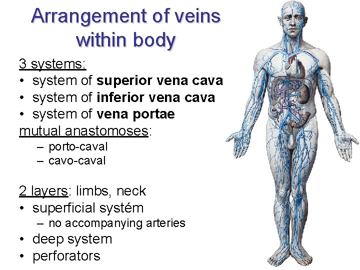 Arrangement of veins within body 3 systems: • system of superior vena cava • Arrangement of veins within body 3 systems: • system of superior vena cava •