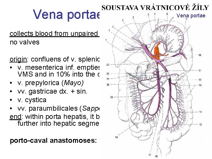 Vena portae = Portal vein. Vena portae collects blood from unpaired abdominal organs no Vena portae = Portal vein. Vena portae collects blood from unpaired abdominal organs no