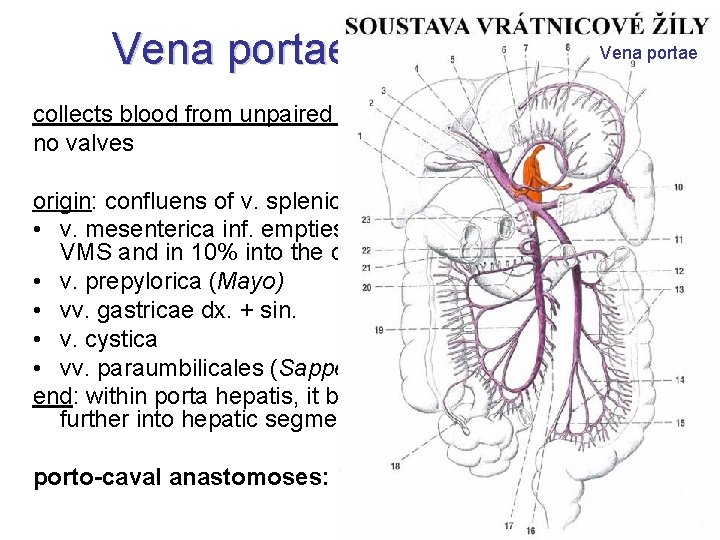 Vena portae = Portal vein. Vena portae collects blood from unpaired abdominal organs no
