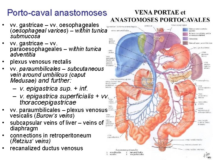 Porto-caval anastomoses • vv. gastricae – vv. oesophageales (oesophageal varices) – within tunica submucosa