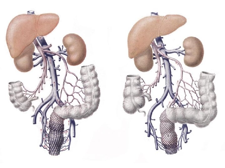 Konečníkové žíly Konečníkové žíly