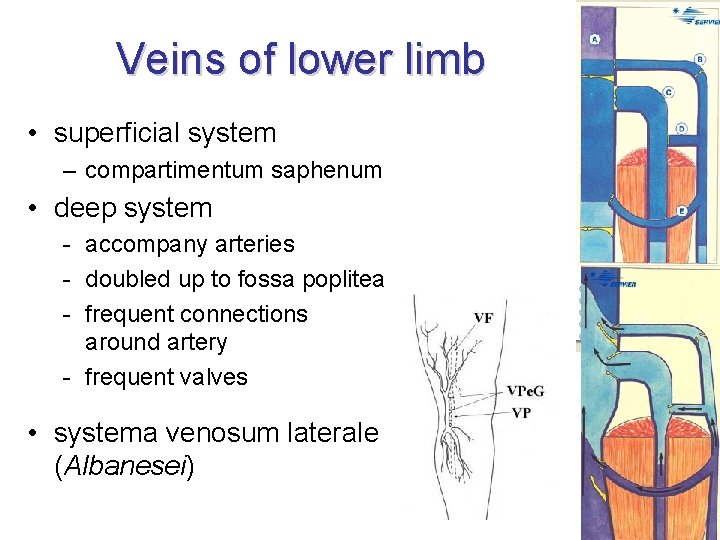 Veins of lower limb • superficial system – compartimentum saphenum • deep system -