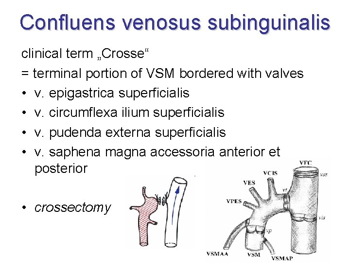 Confluens venosus subinguinalis clinical term „Crosse“ = terminal portion of VSM bordered with valves