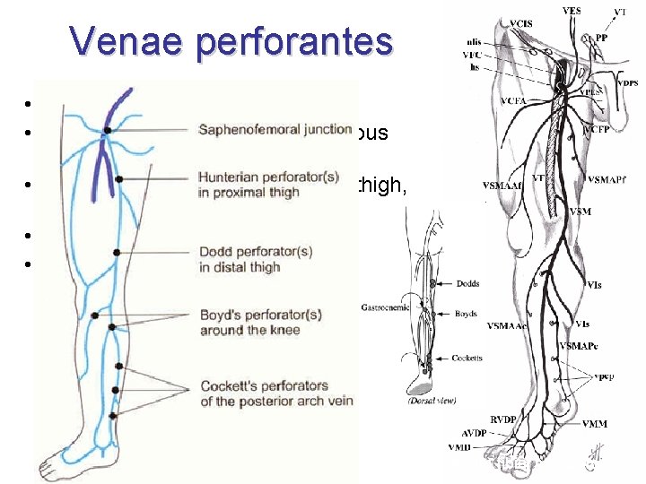 Venae perforantes • simple, double or multiple • run with small artery and cutaneous