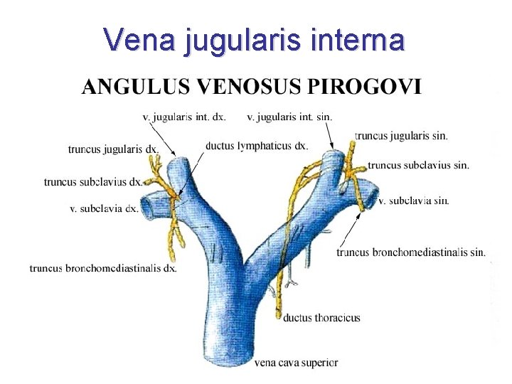 Vena jugularis interna • bulbus superior • bulbus inferior – to angulus venosus •