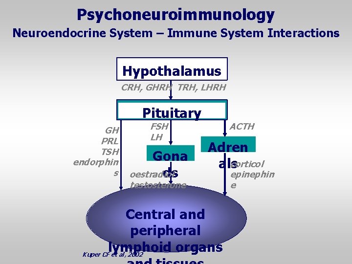 Psychoneuroimmunology Neuroendocrine System – Immune System Interactions Hypothalamus CRH, GHRH TRH, LHRH Pituitary GH