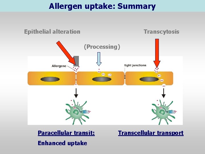 Allergen uptake: Summary Epithelial alteration Transcytosis (Processing) Paracellular transit: Enhanced uptake Transcellular transport 