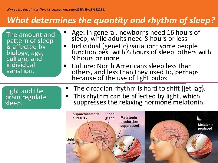 Why do we sleep? http: //well. blogs. nytimes. com/2015/10/15/112251/ What determines the quantity and