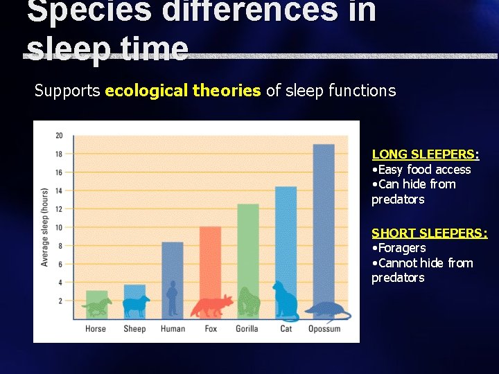Species differences in sleep time Supports ecological theories of sleep functions LONG SLEEPERS: •