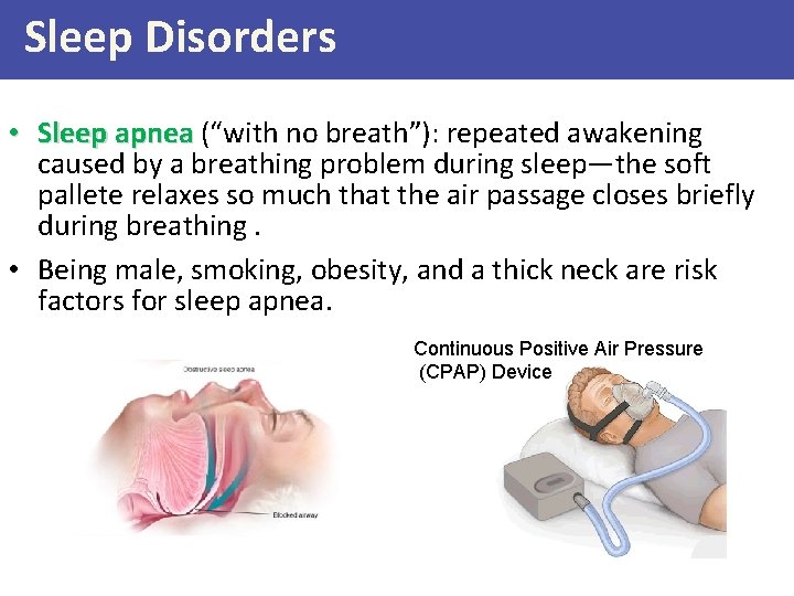 Sleep Disorders • Sleep apnea (“with no breath”): repeated awakening caused by a breathing