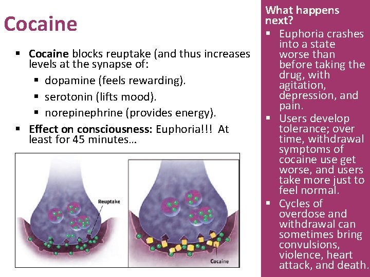 Cocaine § Cocaine blocks reuptake (and thus increases levels at the synapse of: §
