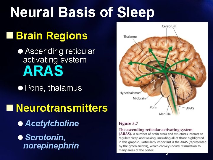 Neural Basis of Sleep n Brain Regions =Ascending reticular activating system ARAS =Pons, thalamus
