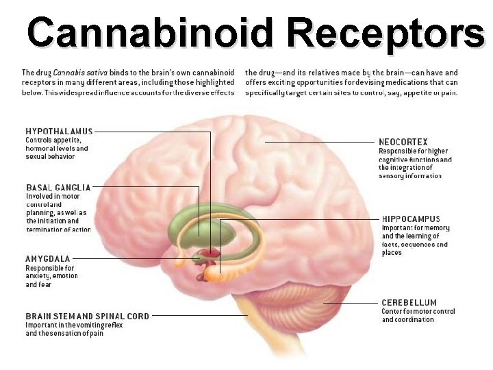 Cannabinoid Receptors 