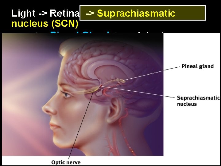Light -> Retina -> Suprachiasmatic nucleus (SCN) > Pineal Gland > melatonin 6 