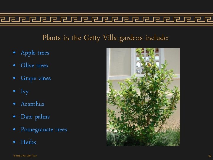 Plants in the Getty Villa gardens include: • • Apple trees Olive trees Grape Plants in the Getty Villa gardens include: • • Apple trees Olive trees Grape
