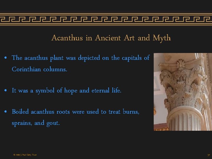 Acanthus in Ancient Art and Myth • The acanthus plant was depicted on the Acanthus in Ancient Art and Myth • The acanthus plant was depicted on the