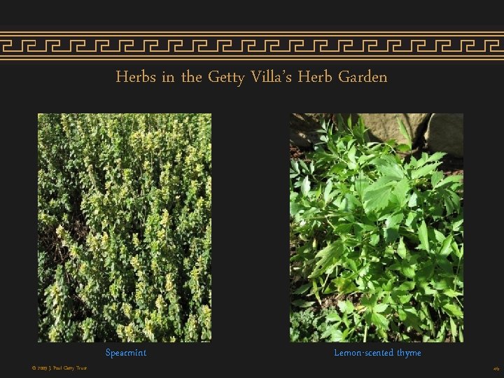 Herbs in the Getty Villa’s Herb Garden Spearmint © 2009 J. Paul Getty Trust Herbs in the Getty Villa’s Herb Garden Spearmint © 2009 J. Paul Getty Trust