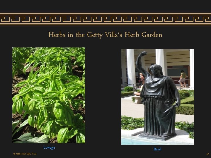 Herbs in the Getty Villa’s Herb Garden Lovage © 2009 J. Paul Getty Trust Herbs in the Getty Villa’s Herb Garden Lovage © 2009 J. Paul Getty Trust
