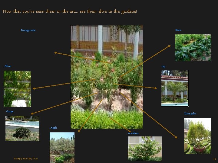 Now that you’ve seen them in the art. . . see them alive in Now that you’ve seen them in the art. . . see them alive in