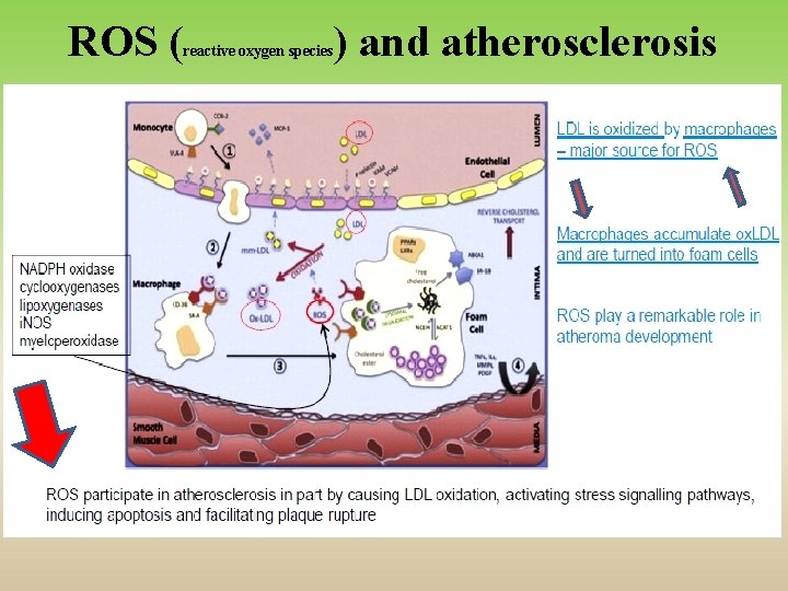 ROS ( reactive oxygen species ) and atherosclerosis 