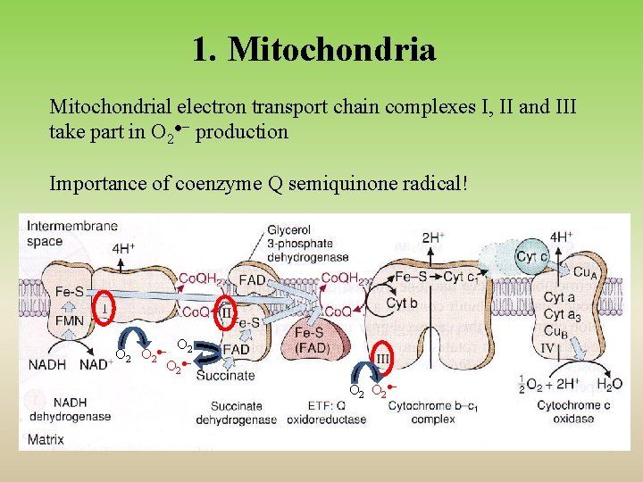 1. Mitochondrial electron transport chain complexes I, II and III take part in O