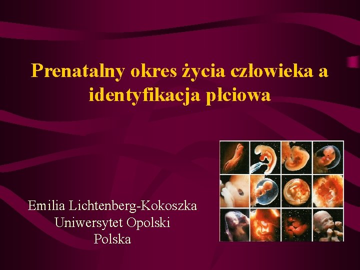 Prenatalny okres życia człowieka a identyfikacja płciowa Emilia Lichtenberg-Kokoszka Uniwersytet Opolski Polska 