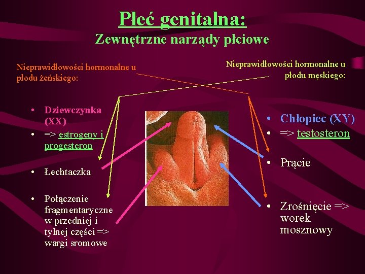 Płeć genitalna: Zewnętrzne narządy płciowe Nieprawidłowości hormonalne u płodu żeńskiego: • Dziewczynka (XX) •