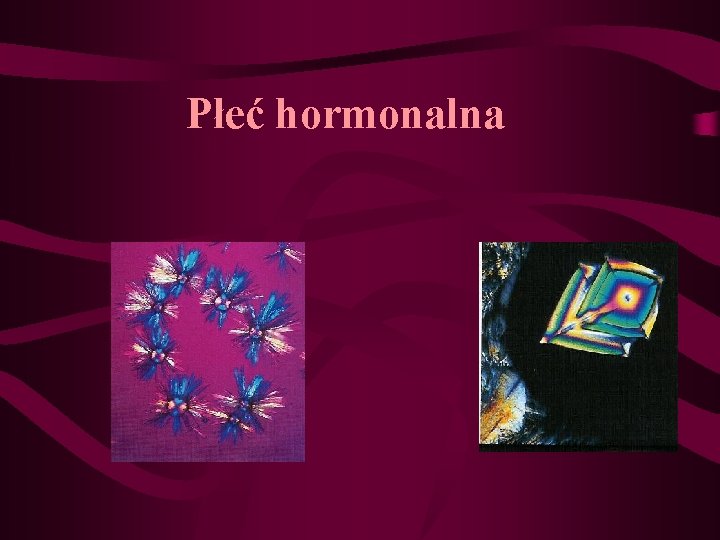 Płeć hormonalna 