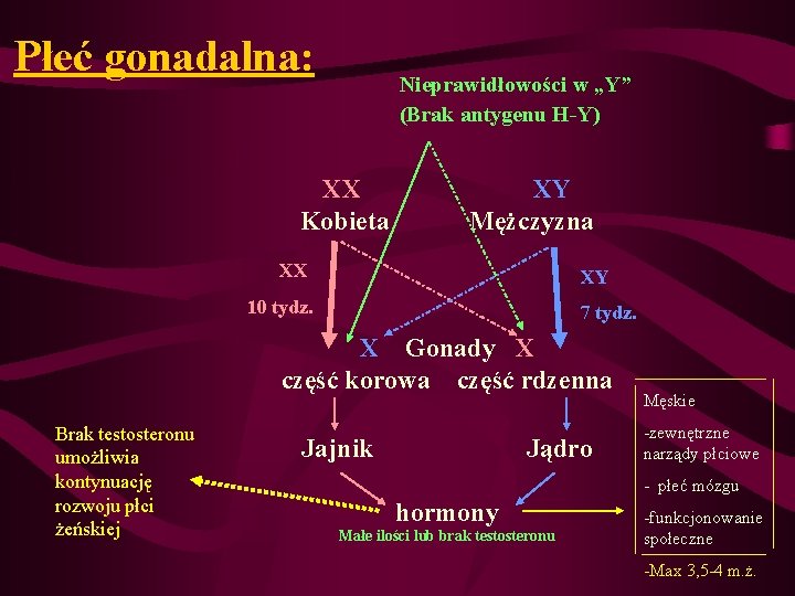 Płeć gonadalna: Nieprawidłowości w „Y” (Brak antygenu H-Y) XX Kobieta XY Mężczyzna XX XY