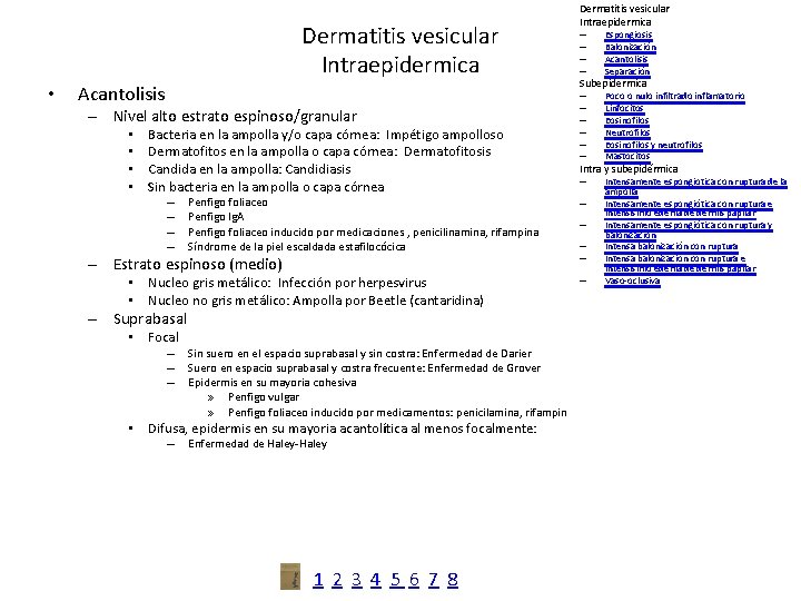 Dermatitis vesicular Intraepidermica • Acantolisis – Nivel alto estrato espinoso/granular • • Bacteria en
