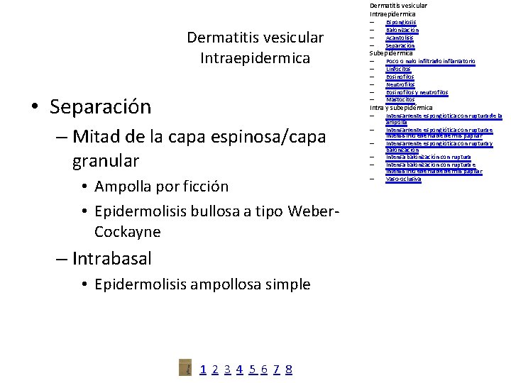 Dermatitis vesicular Intraepidermica • Separación – – Espongiosis Balonización Acantolisis Separación Subepidermica – –