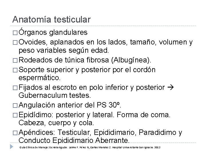 Anatomía testicular � Órganos glandulares � Ovoides, aplanados en los lados, tamaño, volumen y