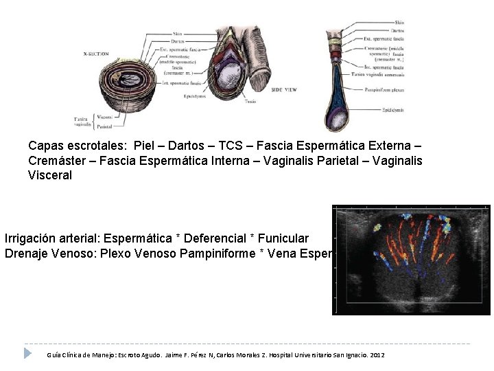 Capas escrotales: Piel – Dartos – TCS – Fascia Espermática Externa – Cremáster –