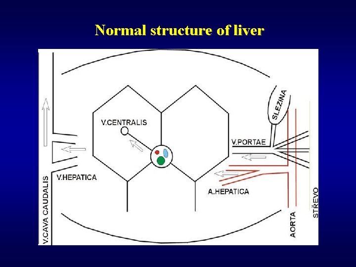 Normal structure of liver 