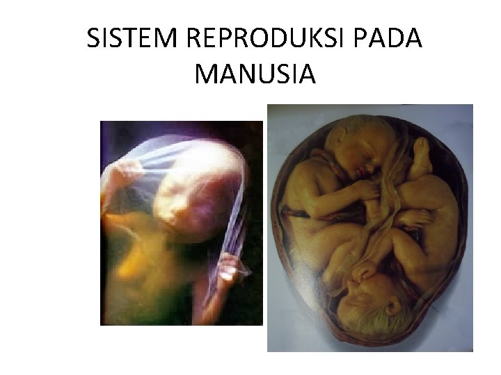 SISTEM REPRODUKSI PADA MANUSIA 