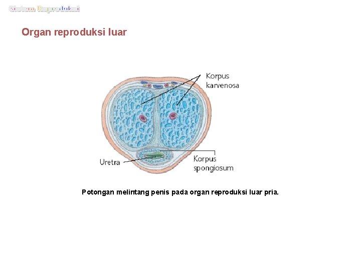 Organ reproduksi luar Potongan melintang penis pada organ reproduksi luar pria. 