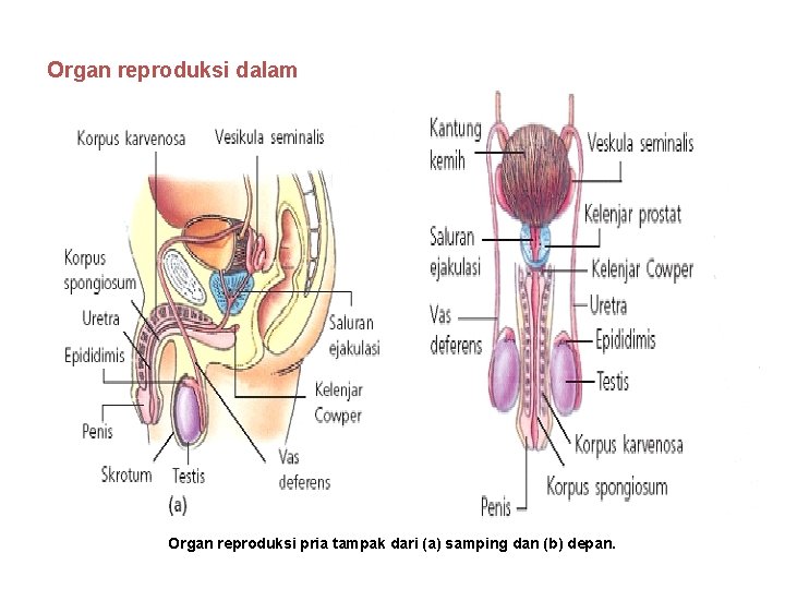 Organ reproduksi dalam Organ reproduksi pria tampak dari (a) samping dan (b) depan. 