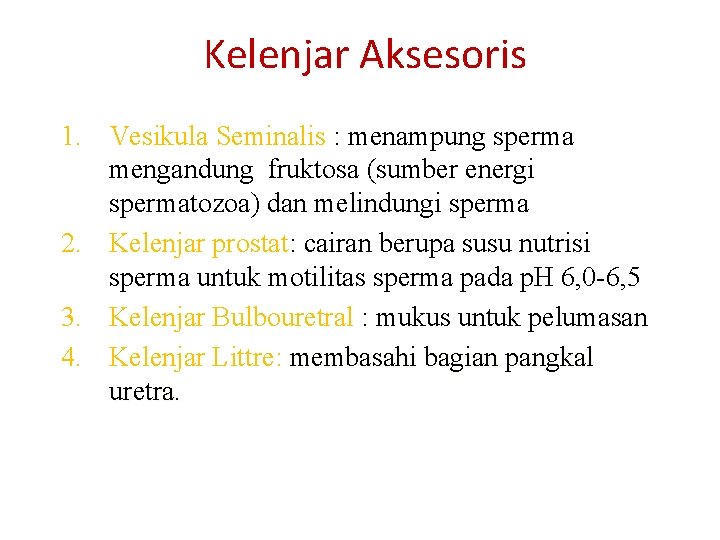 Kelenjar Aksesoris 1. Vesikula Seminalis : menampung sperma mengandung fruktosa (sumber energi spermatozoa) dan