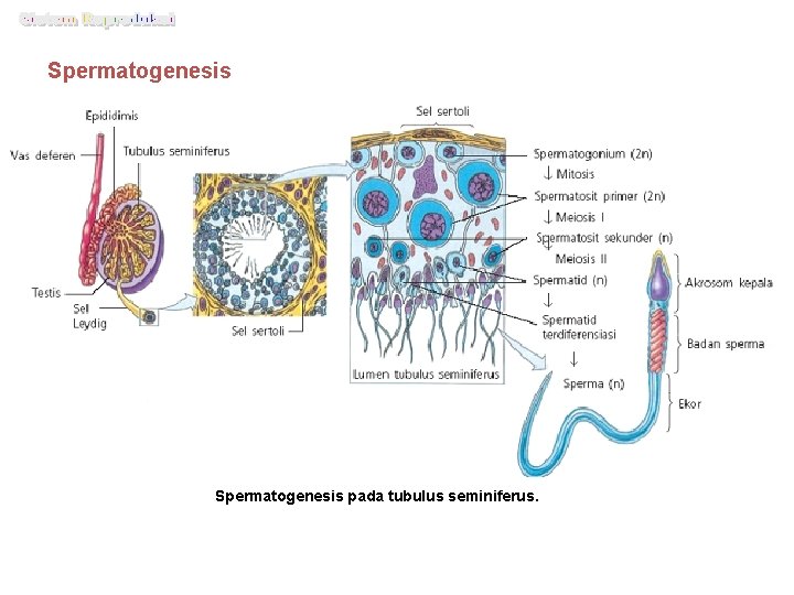 Spermatogenesis pada tubulus seminiferus. 