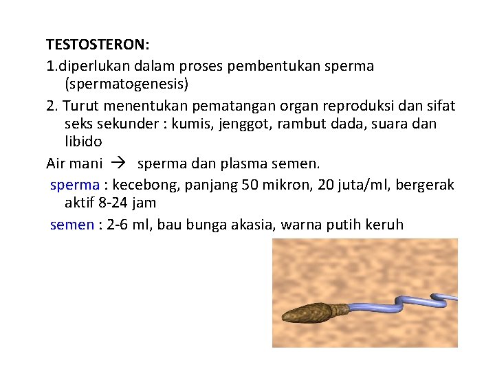 TESTOSTERON: 1. diperlukan dalam proses pembentukan sperma (spermatogenesis) 2. Turut menentukan pematangan organ reproduksi