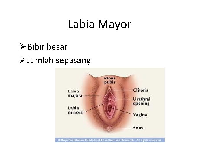 Labia Mayor Ø Bibir besar Ø Jumlah sepasang 