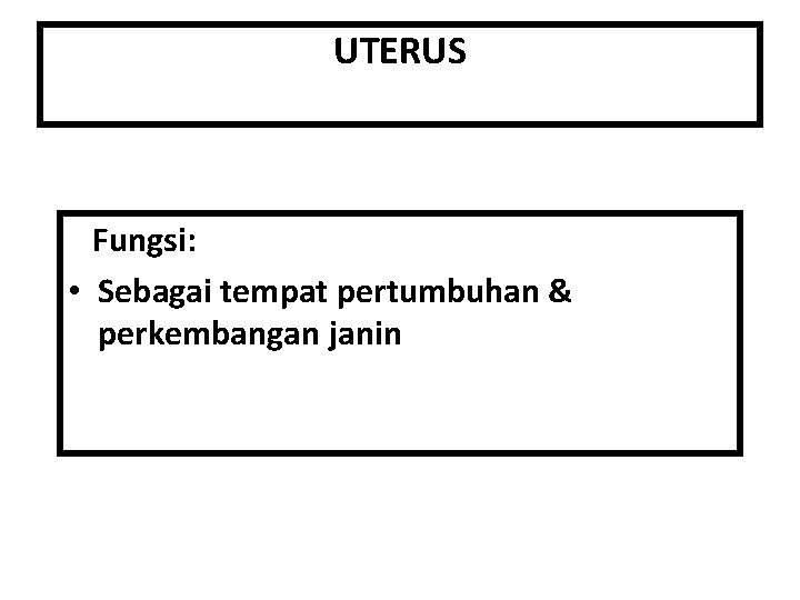 UTERUS Fungsi: • Sebagai tempat pertumbuhan & perkembangan janin 