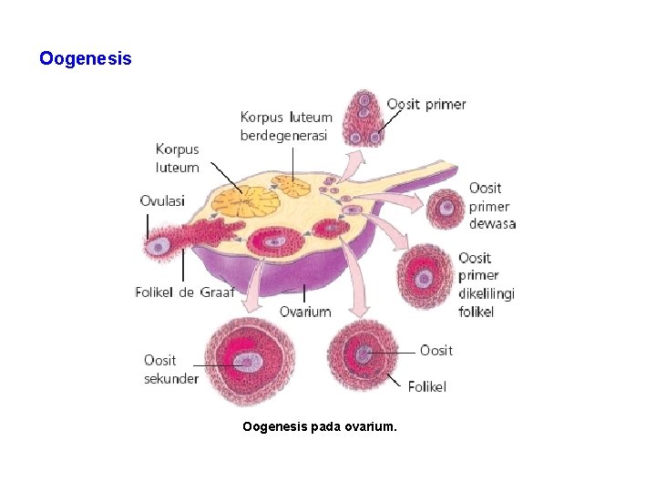 Oogenesis pada ovarium. 