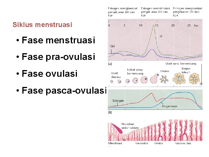 Siklus menstruasi • Fase menstruasi • Fase pra-ovulasi • Fase pasca-ovulasi 