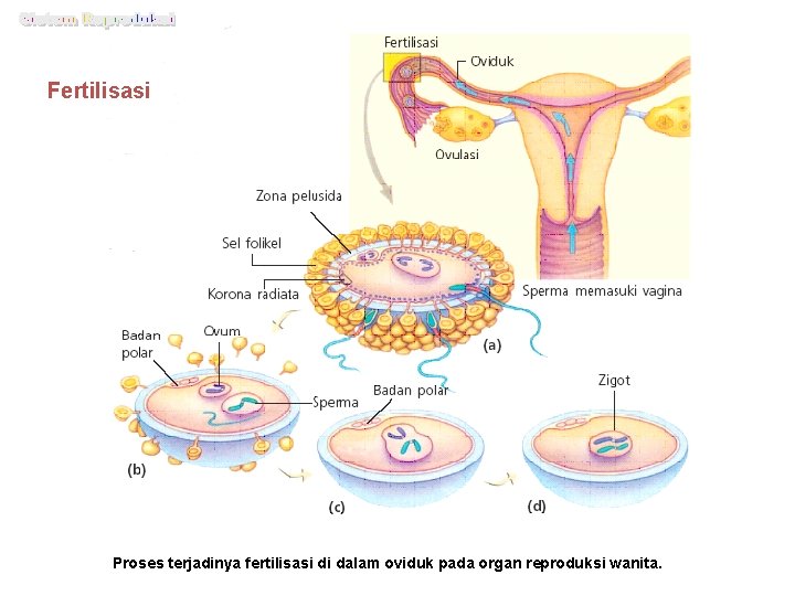 Fertilisasi Proses terjadinya fertilisasi di dalam oviduk pada organ reproduksi wanita. 