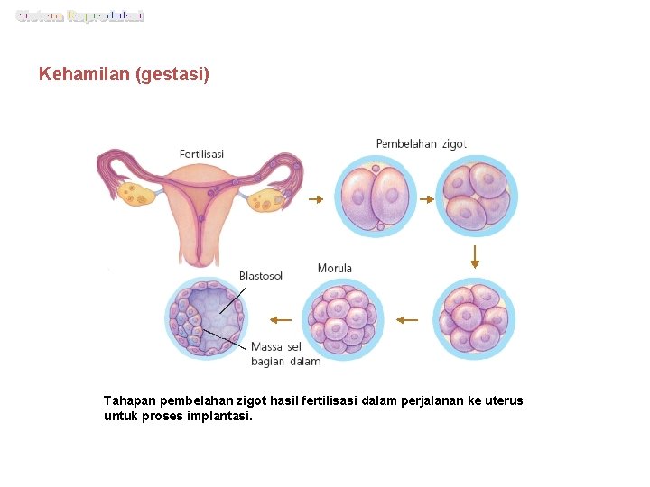 Kehamilan (gestasi) Tahapan pembelahan zigot hasil fertilisasi dalam perjalanan ke uterus untuk proses implantasi.