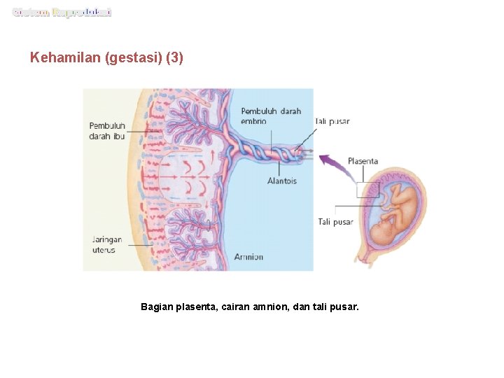 Kehamilan (gestasi) (3) Bagian plasenta, cairan amnion, dan tali pusar. 