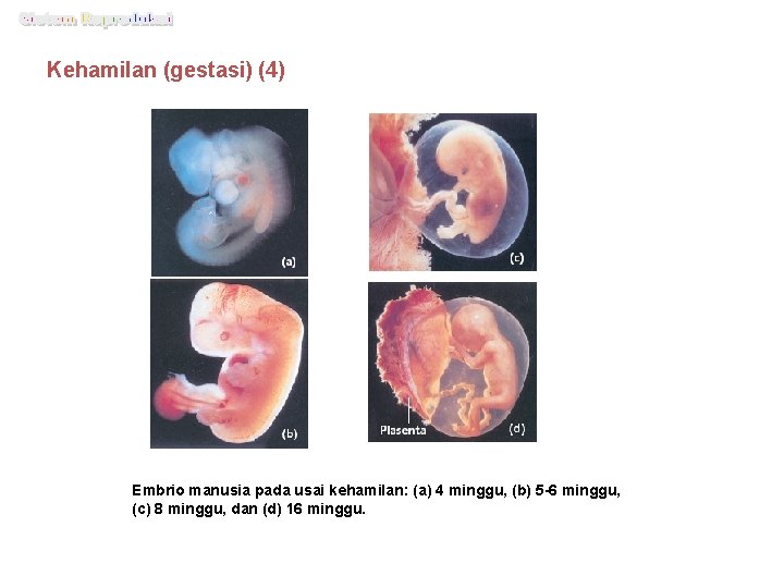 Kehamilan (gestasi) (4) Embrio manusia pada usai kehamilan: (a) 4 minggu, (b) 5 -6