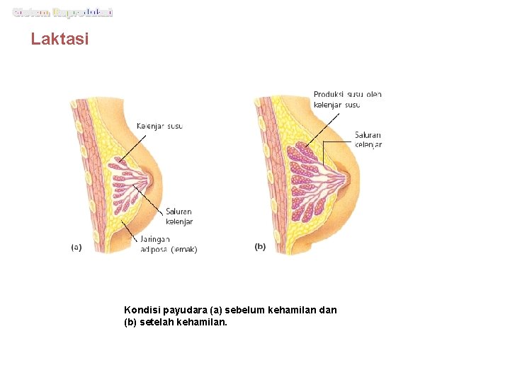 Laktasi Kondisi payudara (a) sebelum kehamilan dan (b) setelah kehamilan. 